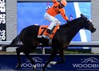 Bear's Hard Ten Romps in Display Stakes Bear's Hard Ten Romps in Display Stakes