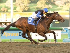 Bob black jack stallion