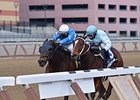 Cluster of Stars (inside) won the Correction Stakes by a head on Feb. 2.<br><a target="blank" href="http://photos.bloodhorse.com/AtTheRaces-1/at-the-races-2013/27257665_QgCqdh#!i=2347512113&k=kFXkSFM">Order This Photo</a>