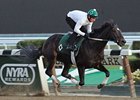 Royal Delta working 10/26/2013.
<br><a target="blank" href="http://photos.bloodhorse.com/BreedersCup/2013-Breeders-Cup/Breeders-Cup/32986083_QMHXWK#!i=2860749700&k=pNp8zqn">Order This Photo</a>