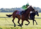 Miz Ida winning the Kentucky Downs Ladies Turf.