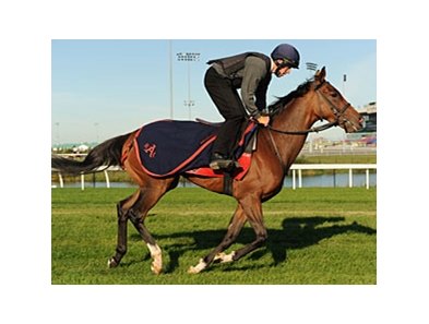Forte Dei Marmi seeks his first North American stakes win in the Sky Classic.