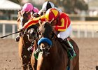 Irish Gypsy returns to California for the Rancho Bernardo Handicap.<br><a target="blank" href="http://www.bloodhorse.com/horse-racing/photo-store?ref=http%3A%2F%2Fpictopia.com%2Fperl%2Fgal%3Fprovider_id%3D368%26ptp_photo_id%3D9599678%26ref%3Dstory">Order This Photo</a>