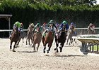 Middleburg Seeks Stakes Score in Miami Mile Middleburg Seeks Stakes Score in Miami Mile