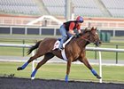 Animal Kingdom Draws Post 12 in World Cup Animal Kingdom Draws Post 12 in World Cup