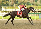 San Vicente winner Georgie Boy tries two turns in the San Felipe.<br><a target="blank" href="http://www.bloodhorse.com/horse-racing/photo-store?ref=http%3A%2F%2Fpictopia.com%2Fperl%2Fgal%3Fprovider_id%3D368%26ptp_photo_id%3D3542416%26ref%3Dstory">Order This Photo</a>