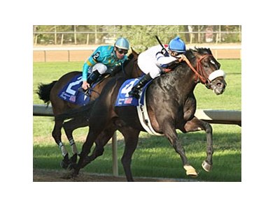 Arkansas Derby (gr. II) winner Gayego will ship to Churchill Downs April 14 to prepare for the Kentucky Derby (gr. I). <br><a target="blank" href="http://www.bloodhorse.com/horse-racing/photo-store?ref=http%3A%2F%2Fpictopia.com%2Fperl%2Fgal%3Fprovider_id%3D368%26ptp_photo_id%3D4156079%26ref%3Dstory">Order This Photo</a>