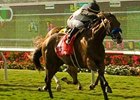 Black Mamba<br><a target="blank" href="http://www.bloodhorse.com/horse-racing/photo-store?ref=http%3A%2F%2Fpictopia.com%2Fperl%2Fgal%3Fprovider_id%3D368%26ptp_photo_id%3D5382569%26ref%3Dstory">Order This Photo</a>