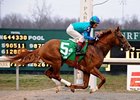 Adriano is the morning line favorite for the National Museum of Racing and Hall of Fame Stakes.<br><a target="blank" href="http://www.bloodhorse.com/horse-racing/photo-store?ref=http%3A%2F%2Fpictopia.com%2Fperl%2Fgal%3Fprovider_id%3D368%26ptp_photo_id%3D3940040%26ref%3Dstory">Order This Photo</a>