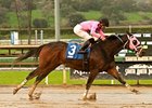 Comma to the Top comes east for the Tom Fool Handicap at Aqueduct Racetrack.