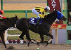 Grape Brandy wins the February Stakes.
<br><a target="blank" href="http://photos.bloodhorse.com/AtTheRaces-1/at-the-races-2013/27257665_QgCqdh#!i=2369145801&k=HQQvhGR">Order This Photo</a>