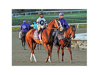 Will Take Charge
<br><a target="blank" href="http://photos.bloodhorse.com/BreedersCup/2013-Breeders-Cup/Classic/33150031_7ZnLk4#!i=2886293992&k=GNVn5Gx">Order This Photo</a>