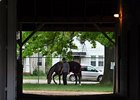 Orb Favored in Oaks-Derby Double Pool Orb Favored in Oaks-Derby Double Pool