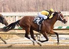 Saarlight is the 3-1 morning line favorite in the Jostle Stakes at Philadelphia Park.