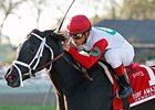 Rose Catherine Easy Winner of Turf Amazon Rose Catherine Easy Winner of Turf Amazon