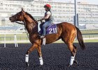 Little Mike at Meydan.