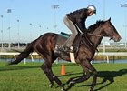 Court Vision checks out the Woodbine turf.