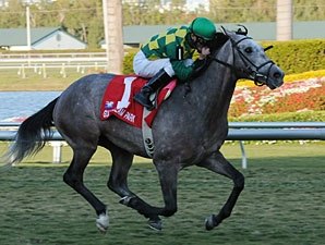 Maiden No More: Paddy O'Prado Wins Palm Beach Maiden No More: Paddy O'Prado Wins Palm Beach