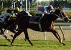 Cloudy's Knight heads the Stars and Stripes Handicap at Arlington Park July 4.