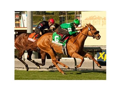 Caracortado is two-for-two on turf, including a victory in the 2011 Sunshine Millions Turf.<br><a target="blank" href="http://www.bloodhorse.com/horse-racing/photo-store?ref=http%3A%2F%2Fpictopia.com%2Fperl%2Fgal%3Fprovider_id%3D368%26ptp_photo_id%3D9387931%26ref%3Dstory">Order This Photo</a>