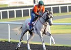 He's Had Enough in Dubai.
<br><a target="blank" href="http://photos.bloodhorse.com/AtTheRaces-1/at-the-races-2013/27257665_QgCqdh#!i=2428260522&k=QVr6rZM">Order This Photo</a>