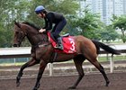 Hong Kong Cup Day: Trackwork December 8, 2012 Hong Kong Cup Day: Trackwork December 8, 2012