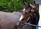 Rachel's Halter Sold in Online Auction Rachel's Halter Sold in Online Auction