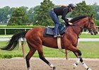 Big Brown, training at Belmont Park May 31.<br><a target="blank" href="http://www.bloodhorse.com/horse-racing/photo-store?ref=http%3A%2F%2Fpictopia.com%2Fperl%2Fgal%3Fprovider_id%3D368%26ptp_photo_id%3D4701450%0D%0A%26ref%3Dstory">Order This Photo</a>