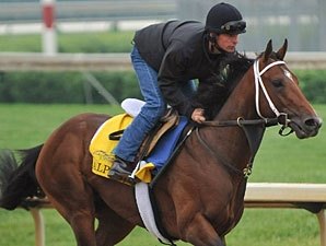 Alpha Under Consideration for Belmont Stakes Alpha Under Consideration for Belmont Stakes