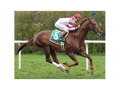 8-year old Silver Tree heads the Bonnie Heath Turf Cup Handicap.