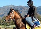 Alpha
<br><a target="blank" href="http://photos.bloodhorse.com/BreedersCup/2012-Breeders-Cup/Works/26130247_gxH6nS#!i=2185430333&k=LmSrJfj">Order This Photo</a>
