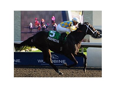 Prospective wins the Grey Stakes.