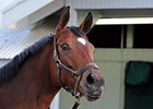 Havre de Grace, entered in the sale are 27 grade I winners or grade I producers.