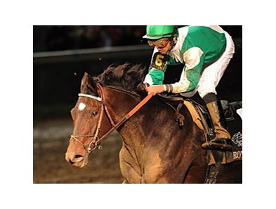 Royal Delta is among the Dubai World Cup nominees.
<br><a target="blank" href="http://www.bloodhorse.com/horse-racing/photo-store?ref=http%3A%2F%2Fpictopia.com%2Fperl%2Fgal%3Fprovider_id%3D368%26ptp_photo_id%3D9728796%26ref%3Dstory">Order This Photo</a>