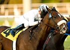 American Lion is the latest Juvenile Stakes winner from the Tiznow/Storm Cat cross. <br><a target="blank" href="http://www.bloodhorse.com/horse-racing/photo-store?ref=http%3A%2F%2Fpictopia.com%2Fperl%2Fgal%3Fprovider_id%3D368%26ptp_photo_id%3D86471691%26ref%3Dstory">Order This Photo</a>