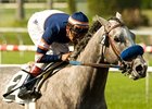 Affirmed winner Grazen will meet some new faces in the Swaps. <br><a target="blank" href="http://www.bloodhorse.com/horse-racing/photo-store?ref=http%3A%2F%2Fpictopia.com%2Fperl%2Fgal%3Fprovider_id%3D368%26ptp_photo_id%3D8257609%26ref%3Dstory">Order This Photo</a>