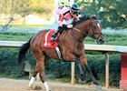 Comedero has won 11 of 18 starts in his career.
