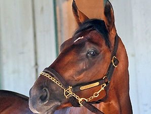 Big Brown in First Work Since Belmont Big Brown in First Work Since Belmont