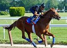 Animal Kingdom Has First Work at Fair Hill Animal Kingdom Has First Work at Fair Hill