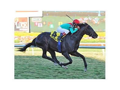 Howe Great captures the Kitten's Joy at Gulfstream Park.<br><a target="blank" href="http://www.bloodhorse.com/horse-racing/photo-store?ref=http%3A%2F%2Fpictopia.com%2Fperl%2Fgal%3Fprovider_id%3D368%26ptp_photo_id%3D9802295%26ref%3Dstory">Order This Photo</a>