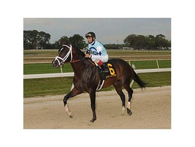 Verrazano