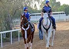 Large Field Expected for Dubai World Cup Large Field Expected for Dubai World Cup