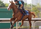 Cityscape drew post 12 in the Cathay Pacific Hong Kong Mile.