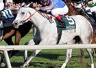 Ciao Bella finishing 2nd in the Dowager Stakes at Keeneland.