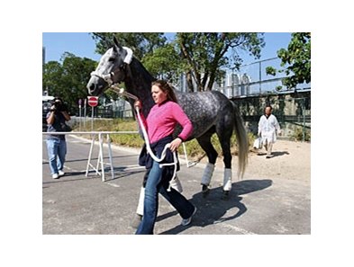 2007 Breeders' Cup Mile winner Kip Deville arrives in Hong Kong.