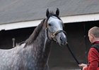 Dunkirk is likely to breeze on Sunday.<br><a target="blank" href="http://www.bloodhorse.com/horse-racing/photo-store?ref=http%3A%2F%2Fpictopia.com%2Fperl%2Fgal%3Fprovider_id%3D368%26ptp_photo_id%3D8057494%26ref%3Dstory">Order This Photo</a>