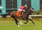 Old Tune rolls home in the Hillsborough Stakes.