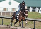 Uncle Mo works at Palm Meadows Training Center.
<br><a target="blank" href="http://www.bloodhorse.com/horse-racing/photo-store?ref=http%3A%2F%2Fpictopia.com%2Fperl%2Fgal%3Fprovider_id%3D368%26ptp_photo_id%3D9388237%26ref%3Dstory">Order This Photo</a>