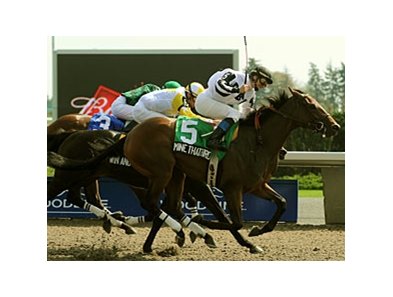 Mine That Bird will try to win his third straight stakes in the Grey Stakes.