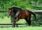 Uncle Mo
<br><a target="blank" href="http://www.bloodhorse.com/horse-racing/photo-store?ref=http%3A%2F%2Fpictopia.com%2Fperl%2Fgal%3Fprovider_id%3D368%26ptp_photo_id%3D9556473%26ref%3Dstory">Order This Photo</a>